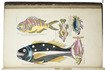 One of the few known copies of one of the most remarkable ichthyological works ever, containing 100 extraordinary and brightly hand-coloured plates of tropical and fantastic fishes in the Indo-Pacific