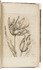 Exceptionally rare 17th-century flower book with beautiful engravings