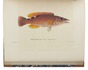 Very rare first edition of Scandinavian fish, with all 63 plates, 59 beautifully and subtly hand-coloured