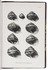 The gastropods of Anatolia, with 17 plates