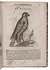 With 8 woodcuts made for the 1634 edition (a hunting scene using falcons, and 7 birds of prey)
